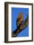 Tawny Eagle Perching on Branch-Paul Souders-Framed Photographic Print