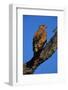 Tawny Eagle Perching on Branch-Paul Souders-Framed Photographic Print