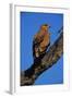Tawny Eagle Perching on Branch-Paul Souders-Framed Photographic Print