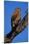 Tawny Eagle Perching on Branch-Paul Souders-Mounted Photographic Print