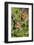 Tawny Emperor (Asterocampa clyton) sunning-Larry Ditto-Framed Photographic Print