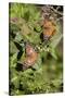 Tawny Emperor (Asterocampa clyton) sunning-Larry Ditto-Stretched Canvas