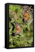 Tawny Emperor (Asterocampa clyton) sunning-Larry Ditto-Framed Stretched Canvas