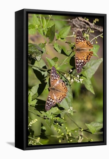 Tawny Emperor (Asterocampa clyton) sunning-Larry Ditto-Framed Stretched Canvas