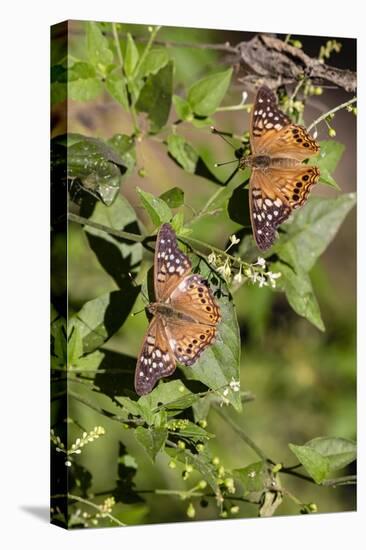 Tawny Emperor (Asterocampa clyton) sunning-Larry Ditto-Stretched Canvas