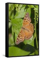 Tawny Emperor (Asterocampa clyton) sunning-Larry Ditto-Framed Stretched Canvas