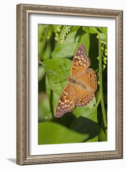 Tawny Emperor (Asterocampa clyton) sunning-Larry Ditto-Framed Photographic Print