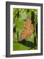 Tawny Emperor (Asterocampa clyton) sunning-Larry Ditto-Framed Photographic Print