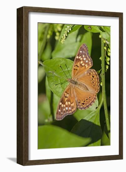 Tawny Emperor (Asterocampa clyton) sunning-Larry Ditto-Framed Photographic Print