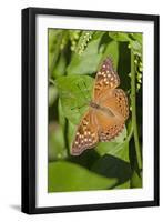 Tawny Emperor (Asterocampa clyton) sunning-Larry Ditto-Framed Photographic Print