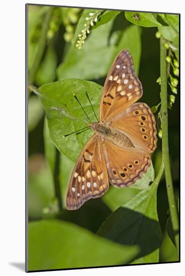 Tawny Emperor (Asterocampa clyton) sunning-Larry Ditto-Mounted Photographic Print