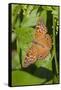 Tawny Emperor (Asterocampa clyton) sunning-Larry Ditto-Framed Stretched Canvas