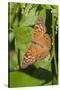 Tawny Emperor (Asterocampa clyton) sunning-Larry Ditto-Stretched Canvas