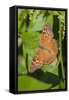 Tawny Emperor (Asterocampa clyton) sunning-Larry Ditto-Framed Stretched Canvas