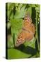 Tawny Emperor (Asterocampa clyton) sunning-Larry Ditto-Stretched Canvas