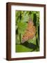 Tawny Emperor (Asterocampa clyton) sunning-Larry Ditto-Framed Photographic Print