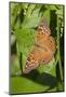 Tawny Emperor (Asterocampa clyton) sunning-Larry Ditto-Mounted Photographic Print
