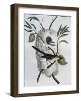 Tawny-Flanked Prinia (Prinia Subflava)-null-Framed Giclee Print