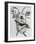 Tawny-Flanked Prinia (Prinia Subflava)-null-Framed Giclee Print