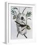 Tawny-Flanked Prinia (Prinia Subflava)-null-Framed Giclee Print