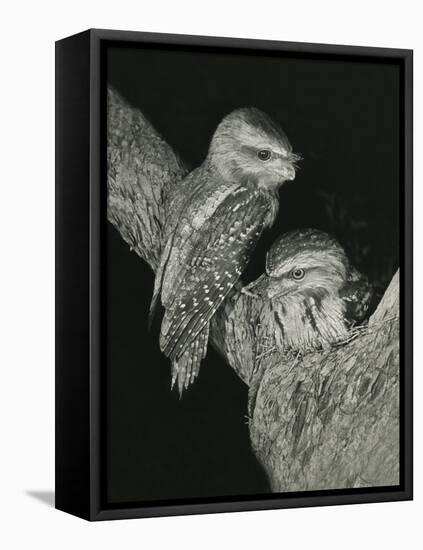 Tawny Frogmouths Pair at their Nest in a Jarrah-null-Framed Stretched Canvas