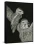 Tawny Frogmouths Pair at their Nest in a Jarrah-null-Framed Stretched Canvas