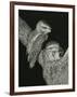 Tawny Frogmouths Pair at their Nest in a Jarrah-null-Framed Photographic Print