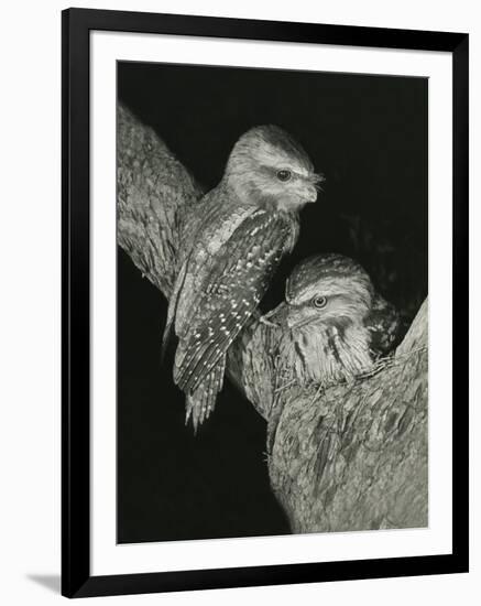 Tawny Frogmouths Pair at their Nest in a Jarrah-null-Framed Photographic Print