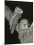 Tawny Frogmouths Pair at their Nest in a Jarrah-null-Mounted Photographic Print