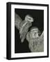 Tawny Frogmouths Pair at their Nest in a Jarrah-null-Framed Photographic Print