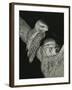 Tawny Frogmouths Pair at their Nest in a Jarrah-null-Framed Photographic Print