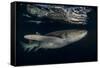 Tawny nurse shark (Nebrius ferrugineus) Vaavu Atoll, Maldives, Indian Ocean-Jordi Chias-Framed Stretched Canvas