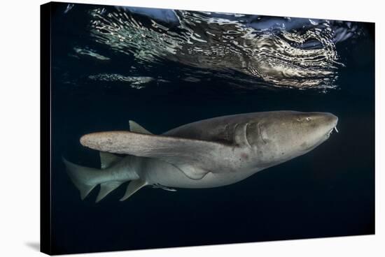 Tawny nurse shark (Nebrius ferrugineus) Vaavu Atoll, Maldives, Indian Ocean-Jordi Chias-Stretched Canvas