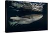 Tawny nurse shark (Nebrius ferrugineus) Vaavu Atoll, Maldives, Indian Ocean-Jordi Chias-Stretched Canvas