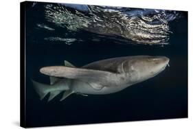 Tawny nurse shark (Nebrius ferrugineus) Vaavu Atoll, Maldives, Indian Ocean-Jordi Chias-Stretched Canvas