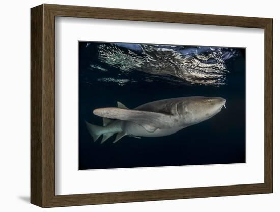 Tawny nurse shark (Nebrius ferrugineus) Vaavu Atoll, Maldives, Indian Ocean-Jordi Chias-Framed Photographic Print