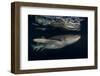 Tawny nurse shark (Nebrius ferrugineus) Vaavu Atoll, Maldives, Indian Ocean-Jordi Chias-Framed Photographic Print