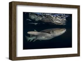 Tawny nurse shark (Nebrius ferrugineus) Vaavu Atoll, Maldives, Indian Ocean-Jordi Chias-Framed Photographic Print