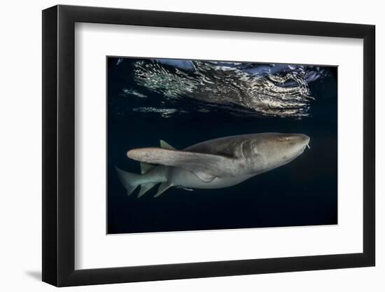 Tawny nurse shark (Nebrius ferrugineus) Vaavu Atoll, Maldives, Indian Ocean-Jordi Chias-Framed Photographic Print