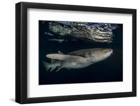 Tawny nurse shark (Nebrius ferrugineus) Vaavu Atoll, Maldives, Indian Ocean-Jordi Chias-Framed Photographic Print