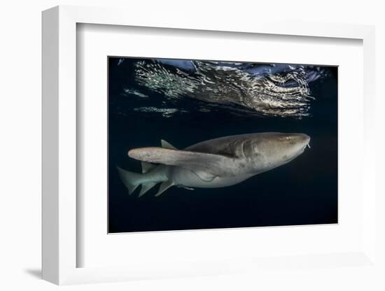 Tawny nurse shark (Nebrius ferrugineus) Vaavu Atoll, Maldives, Indian Ocean-Jordi Chias-Framed Photographic Print