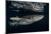 Tawny nurse shark (Nebrius ferrugineus) Vaavu Atoll, Maldives, Indian Ocean-Jordi Chias-Mounted Photographic Print