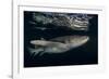 Tawny nurse shark (Nebrius ferrugineus) Vaavu Atoll, Maldives, Indian Ocean-Jordi Chias-Framed Photographic Print