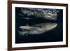 Tawny nurse shark (Nebrius ferrugineus) Vaavu Atoll, Maldives, Indian Ocean-Jordi Chias-Framed Photographic Print