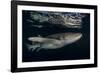 Tawny nurse shark (Nebrius ferrugineus) Vaavu Atoll, Maldives, Indian Ocean-Jordi Chias-Framed Photographic Print