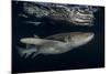 Tawny nurse shark (Nebrius ferrugineus) Vaavu Atoll, Maldives, Indian Ocean-Jordi Chias-Mounted Photographic Print