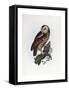 Tawny Owl, 1841-Prideaux John Selby-Framed Stretched Canvas
