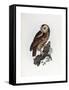 Tawny Owl, 1841-Prideaux John Selby-Framed Stretched Canvas