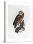 Tawny Owl, 1841-Prideaux John Selby-Stretched Canvas