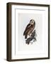 Tawny Owl, 1841-Prideaux John Selby-Framed Giclee Print